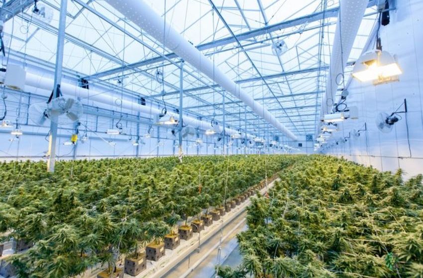  10 Best Cannabis Stocks To Buy Now