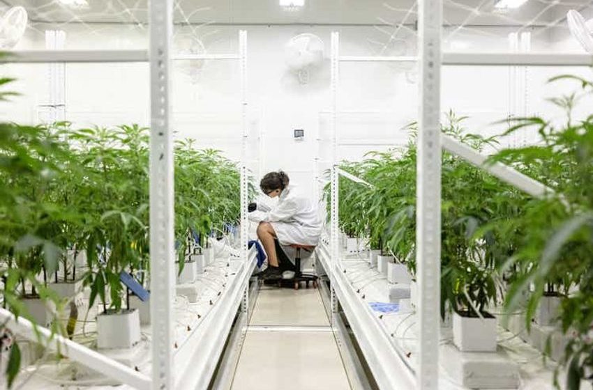  Top Cannabis Pick For 2023: NewLake Capital Yields 9% With Double-Digit Growth