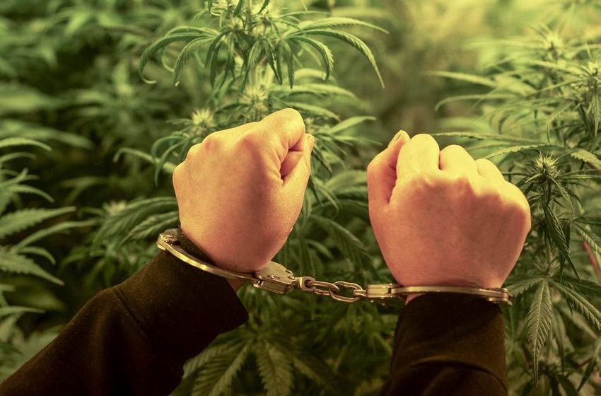  Study: Cannabis Legalization Reduces Arrests More Than Decriminalization—But It May Have Limits