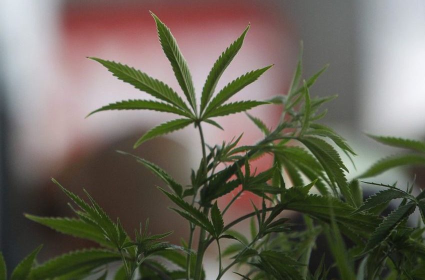  Recreational marijuana is legal in Missouri. What’s next?