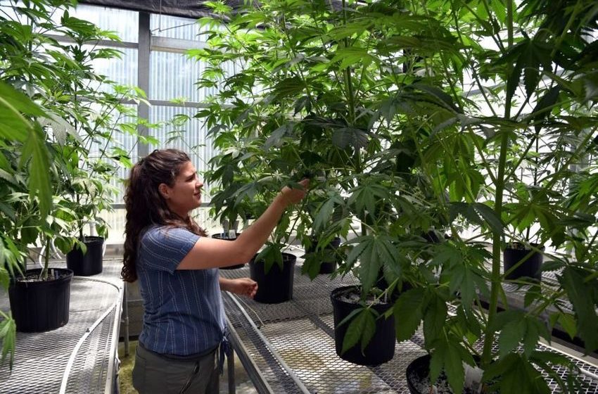  Novel ‘retipping’ method yields more high quality cannabis plants in less space