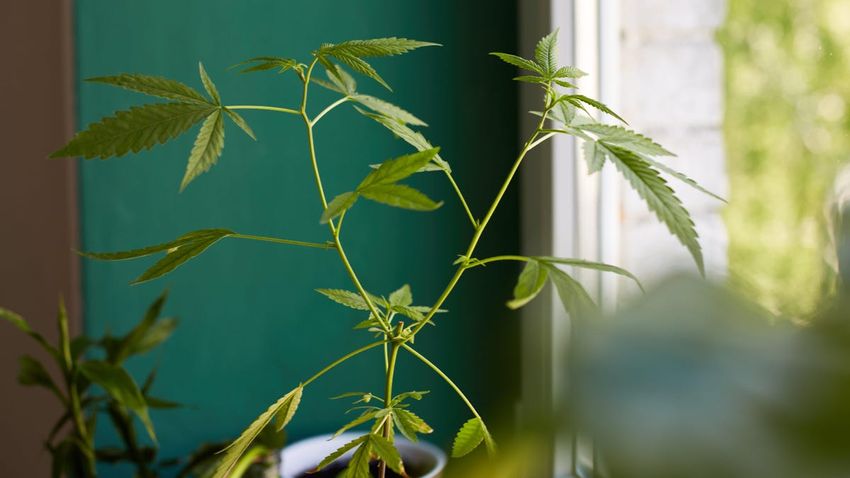  You Can Actually Grow Weed As a Houseplant