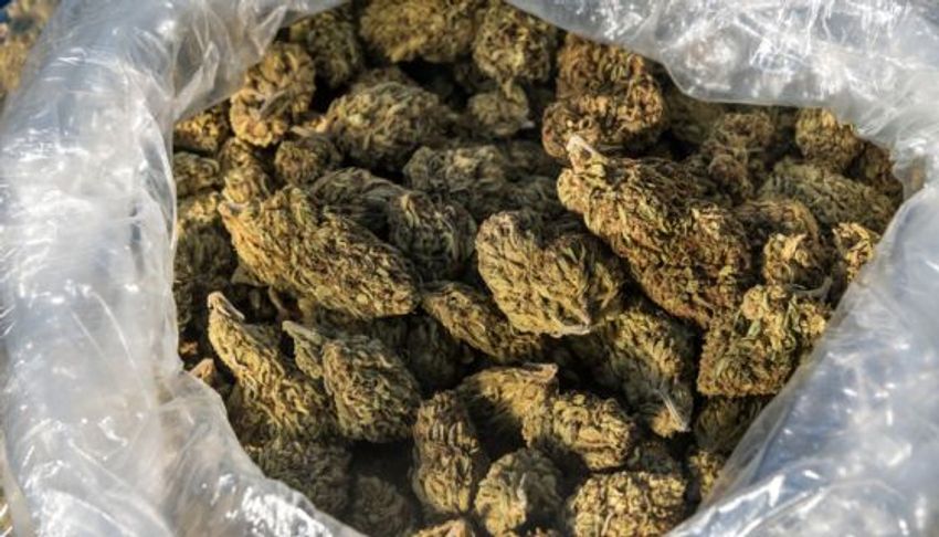  You Big Dummy: Georgia Cops Discover 37 Pounds Of Pot In Walmart Shoplifter’s Trunk, You Won’t Believe How!