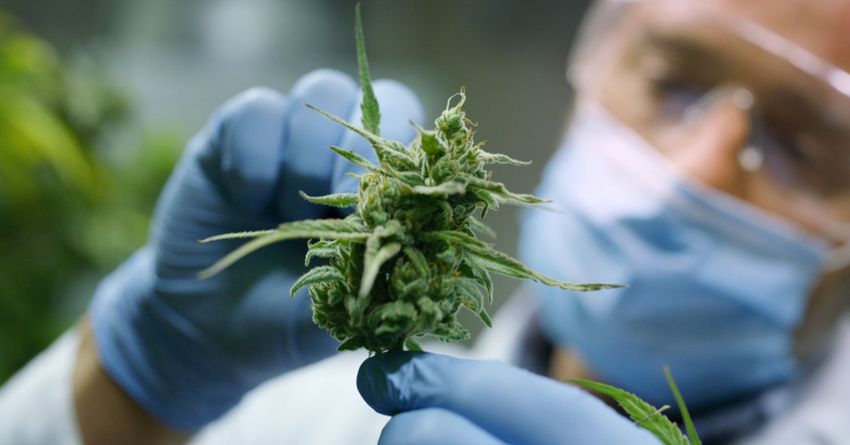  Sponsorship of Marijuana Research May Bias the Results