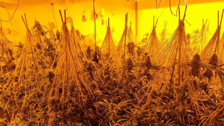  Cocaine worth €100,000, cannabis plants and jellies seized in weekend searches