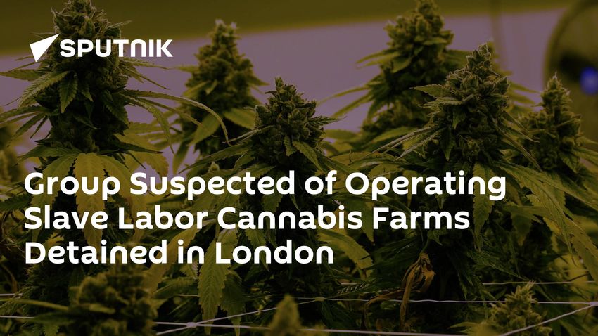  Group Suspected of Operating Slave Labor Cannabis Farms Detained in London