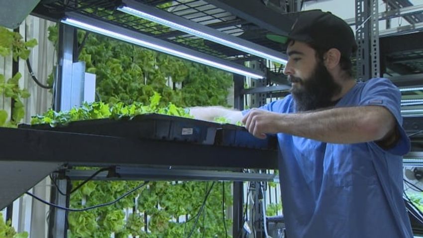  Idle cannabis production facility could take big bite out of N.L. food insecurity, says indoor farmer