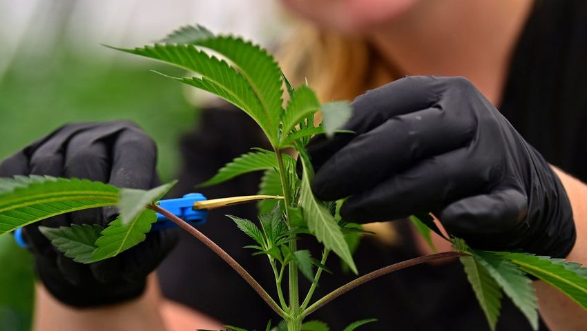  Medical marijuana advocates renew push to let autistic Ohioans use cannabis