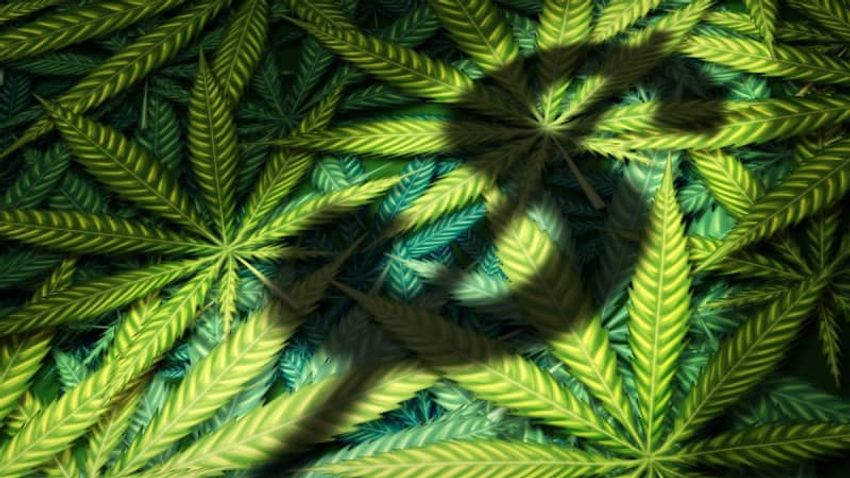  Cannabis News Week: Sales, Survey Data Show How Popular Weed Is