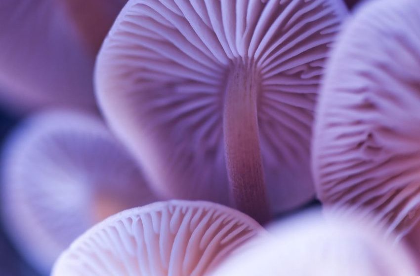  New York Lawmakers Introduce Psychedelics Legalization Bill