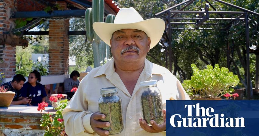  ‘This is another revolution’: could legalisation of cannabis transform Mexico’s economy?