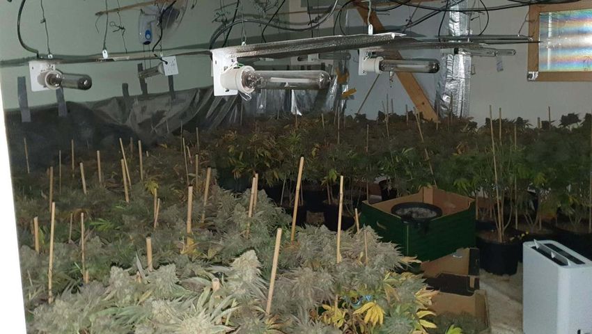  More than 500,000 euros worth of cannabis seized in suspected ‘grow-house’