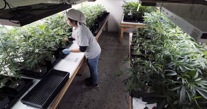  San Diego supervisors set county’s lowest cannabis tax rates