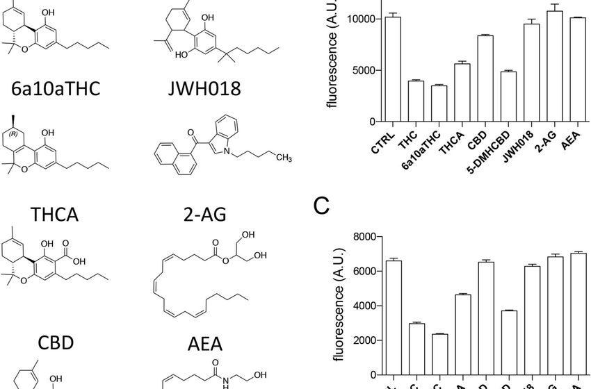  New molecular insights into medical cannabis