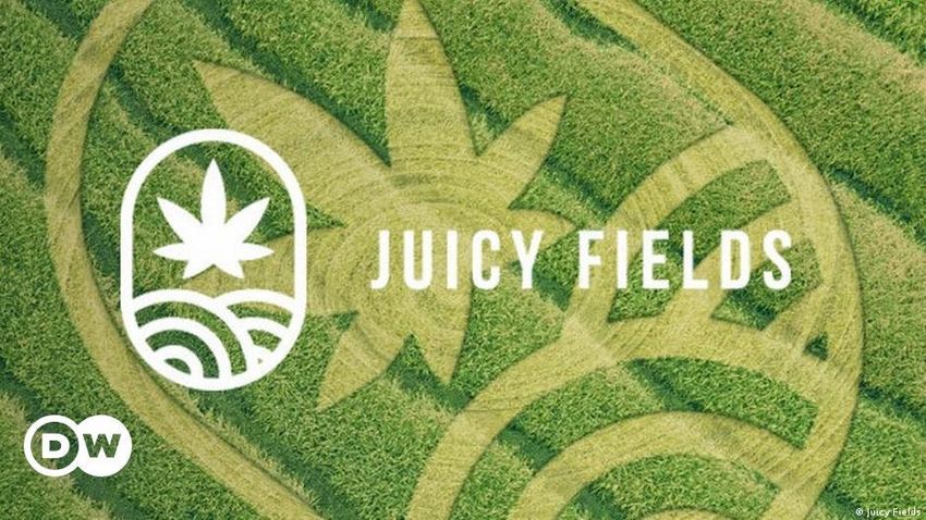  Juicyfields accused of rug-pulling medicinal cannabis investors. What a buzzkill [Fail]