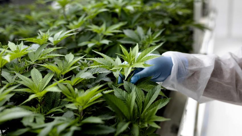  Medical cannabis company Hilltop Leaf secures £2m investment