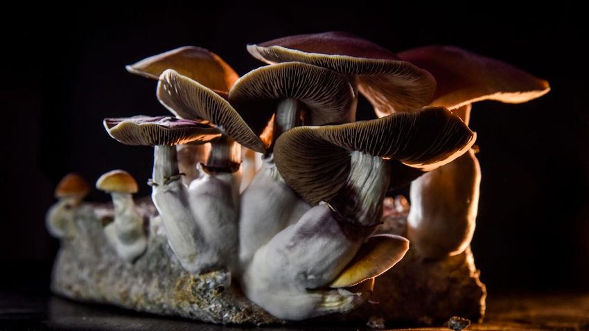  Virginia GOP Lawmakers Block Bill Legalizing ‘Magic Mushrooms’ For Medical Use—Here’s Why Some States And Cities Support Them