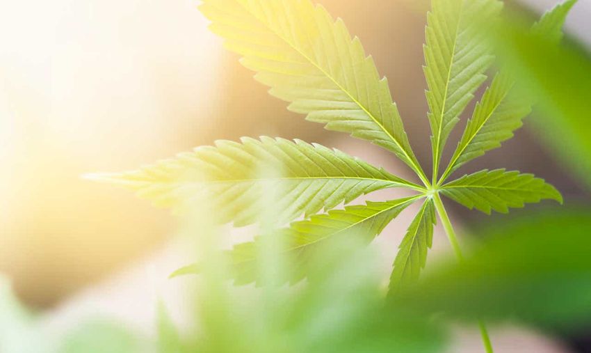  Tilray’s Solei launches 2 new cannabis products