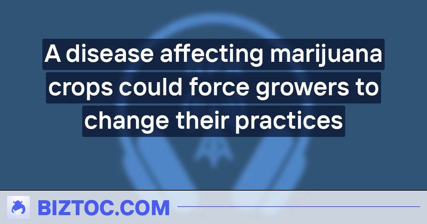  A disease affecting marijuana crops could force growers to change their practices