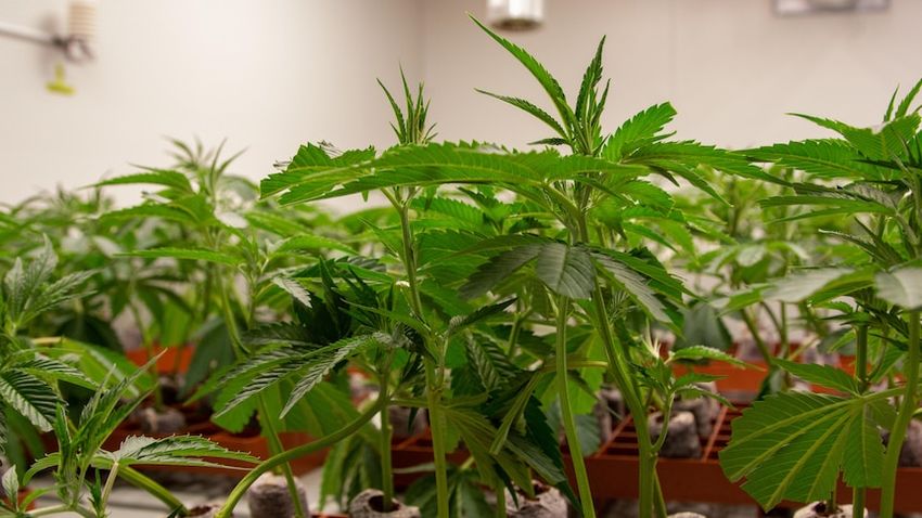  As medicinal cannabis prescriptions skyrocket, this group wants to educate nurses