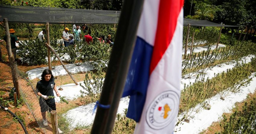  Paraguay marijuana festival sets high hopes for legalization