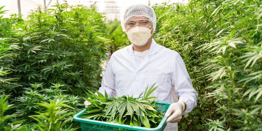  The CBD can be an incredible health treatment, but it’s not a cure-all—One pharmacologist separates the truth from the hype