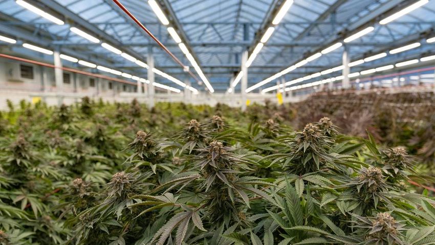  Marijuana merger: Companies burning cash, could be smoked by competitors