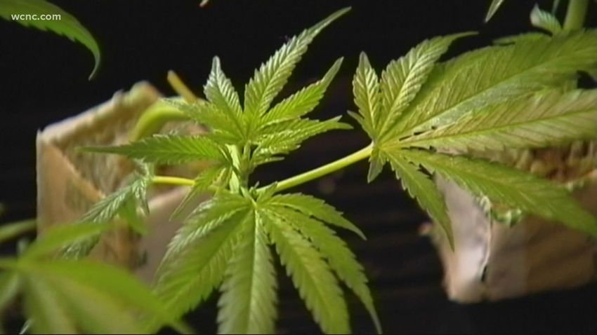  Medical marijuana bill back at the North Carolina state house