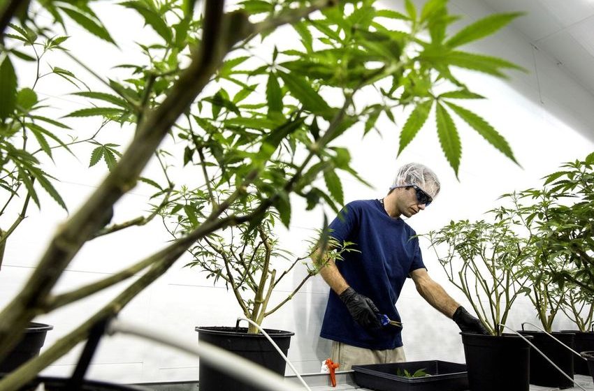  Constellation-Backed Pot Firm Canopy Cuts 60% of Jobs as Cash Burns