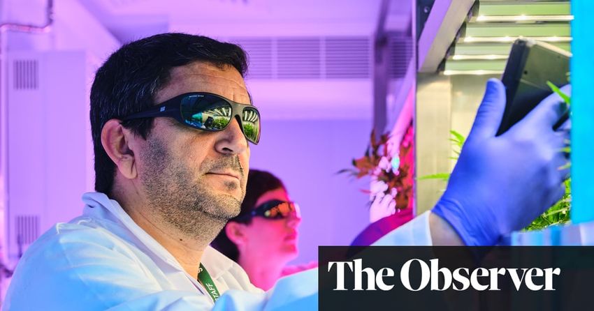  A new leaf? The Cornish company trying to unlock secrets of cannabis