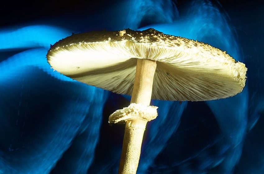  Australia OKs MDMA, psilocybin as mental health treatments