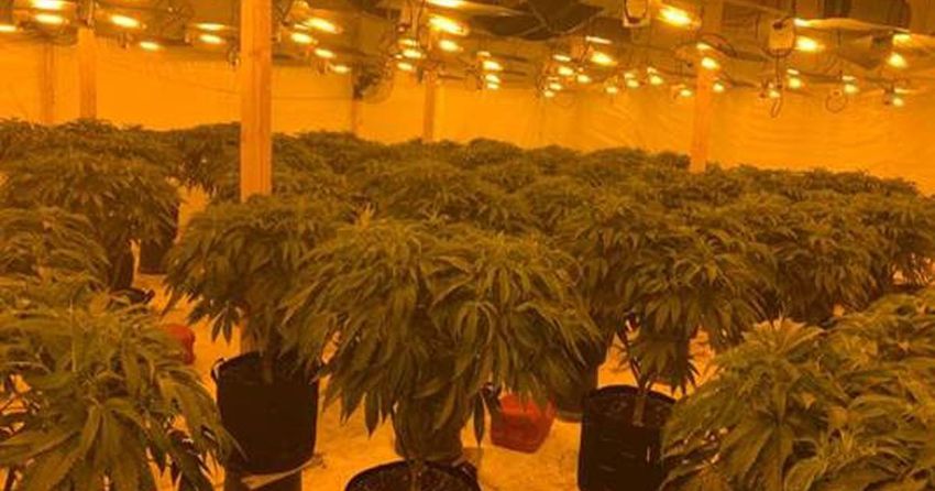  Two men held after ‘sophisticated’ cannabis farm located in Co Down