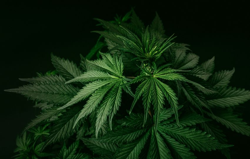  Here’s What You Missed in Cannabis This Week