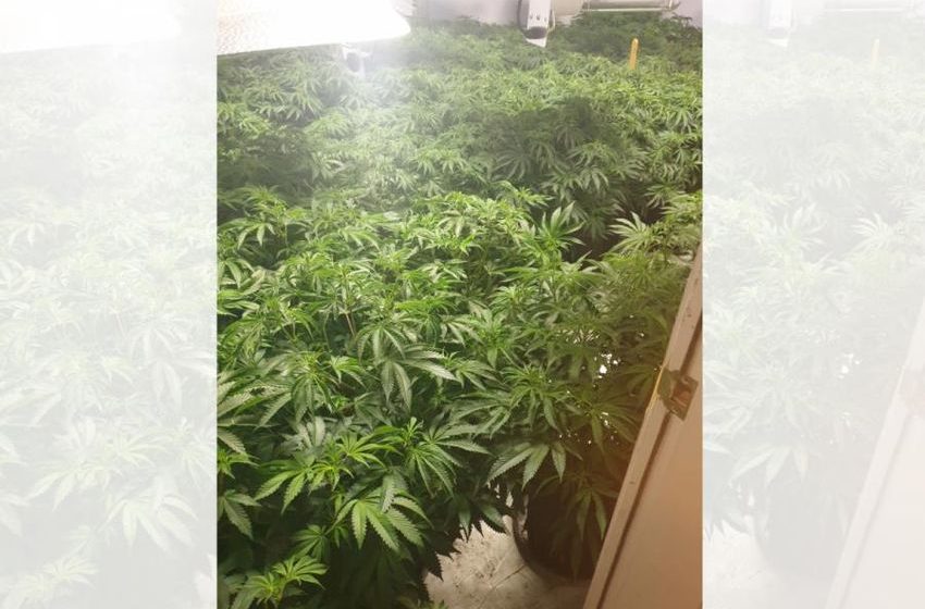  300 plant cannabis farm discovered by police in Accrington