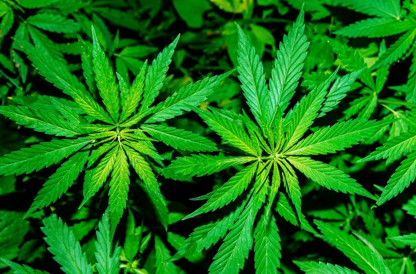  Why SNDL, Aurora Cannabis, and Tilray Stocks Popped Today