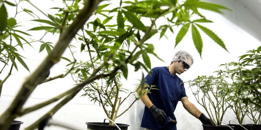  Cannabis giant Canopy to slash its workforce by 60% as the legal pot industry’s recent boom goes bust