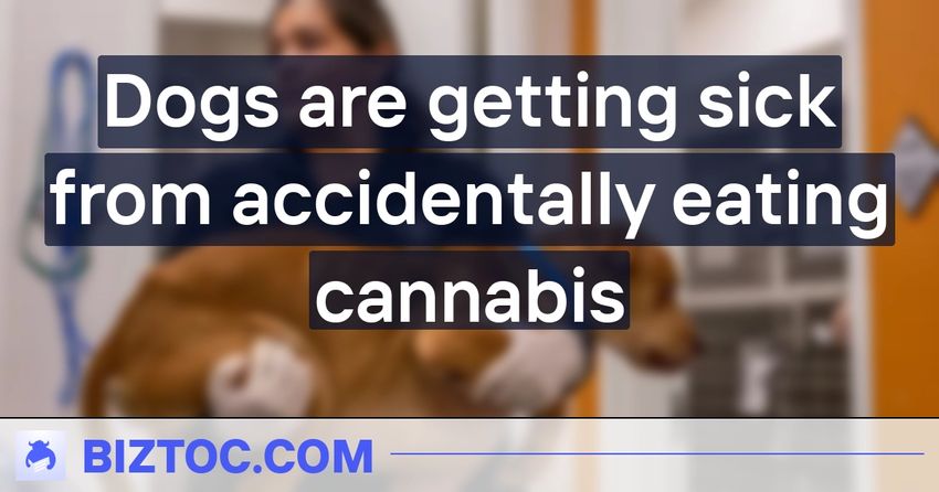  Dogs are getting sick from accidentally eating cannabis