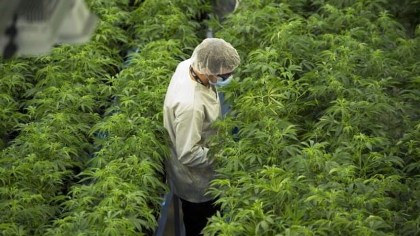  Canopy Growth closing Smiths Falls HQ, laying off 800 workers