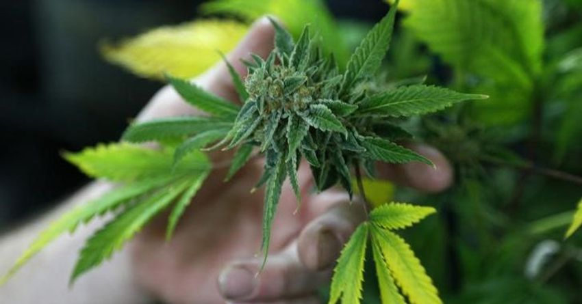  Miracle-Gro subsidiary accuses investment firm of cannabis ploy