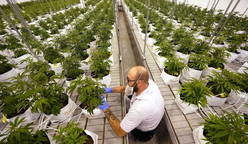  Because cash is king, Scotts Miracle-Gro presses Congress to legalize cannabis