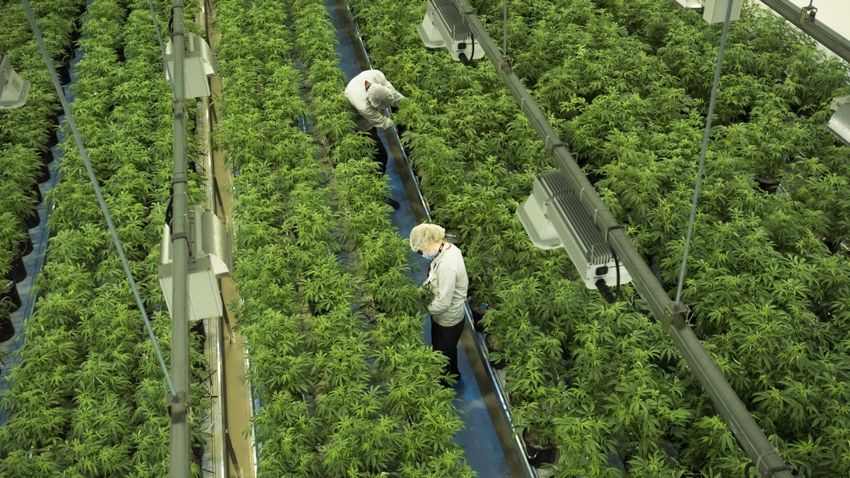  Canopy Growth to lay off 800 employees