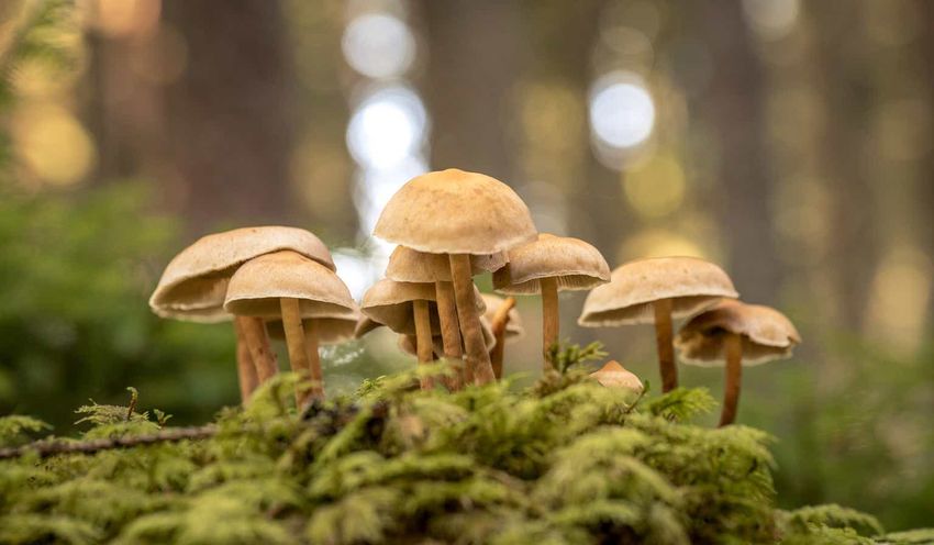  Psychedelic Sunday: Mushrooms Are The Key – Red Light Holland CEO Todd Shapiro