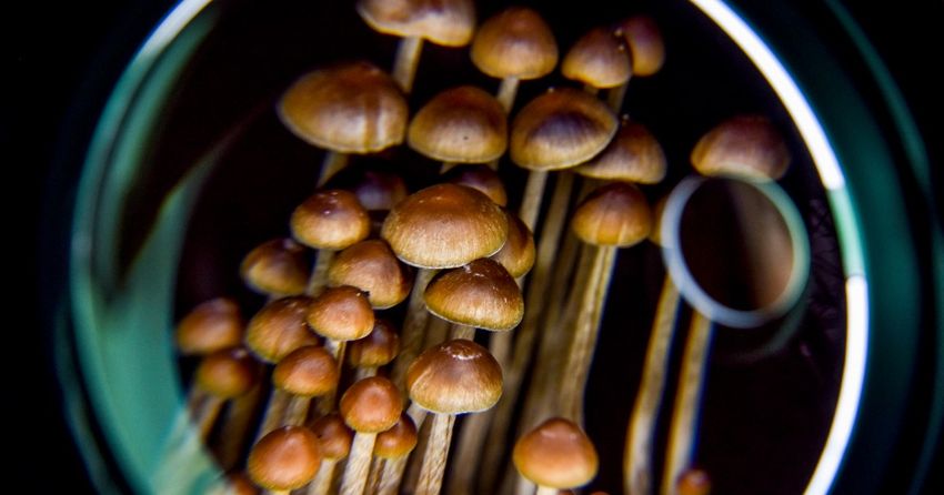  Candidates who support psychedelics as medicine get a political action committee