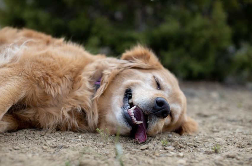  Golden Retriever Has Internet in Stitches After Accidentally Eating Edible