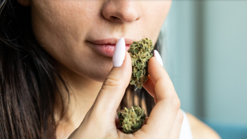  Beginners Guide: How To Choose the Best Cannabis for You