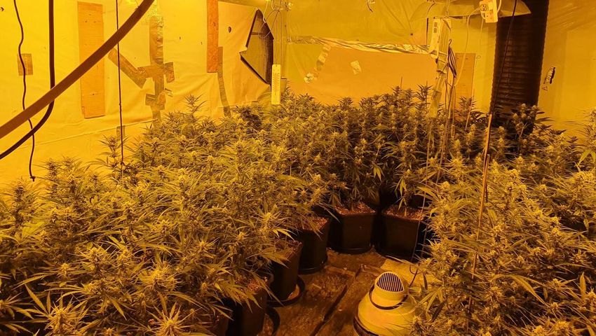  Two men charged in connection with €200k cannabis found in Roscommon grow house