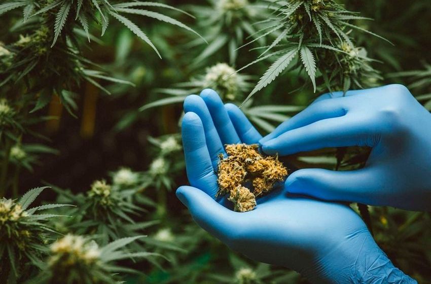  World’s first stress drug derived from cannabis on the way