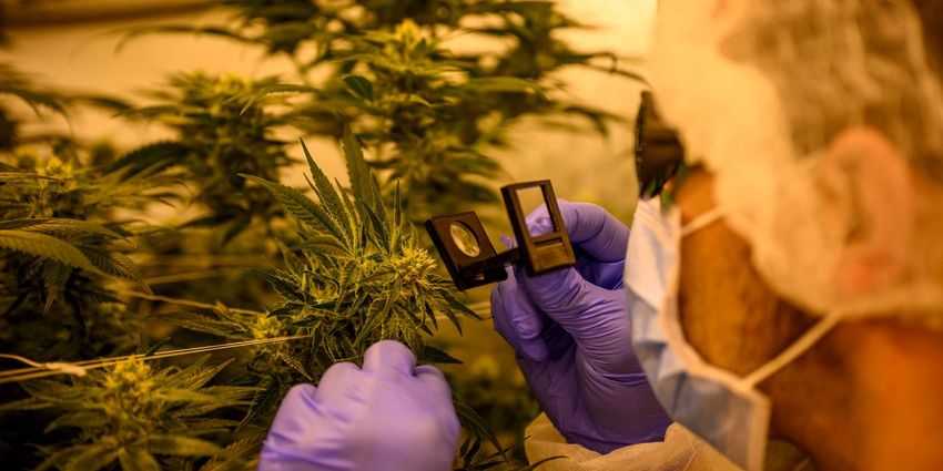  Cannabis Watch: Cannabis company Green Thumb beats revenue estimate but posts loss on noncash impairment