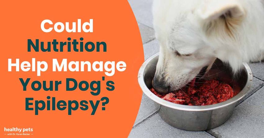  Could Nutrition Help Manage Your Dog’s Epilepsy?