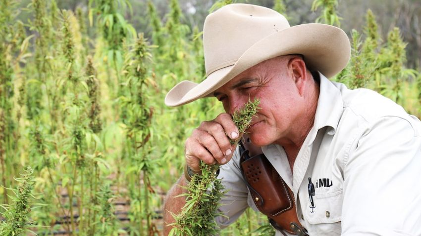  Sweet smell of success as country music legend James Blundell sings cannabis crop’s praises